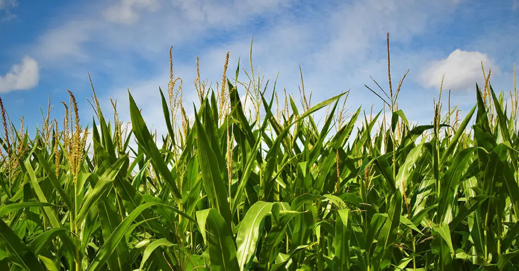 Corn Field