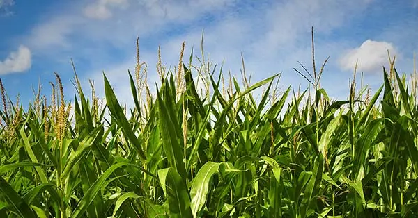 Corn Field